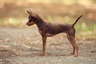 Russian Toy Terrier Dogs Breed | Facts, Information and Advice | Pets4Homes