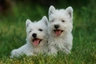 West Highland Terrier Dogs Breed - Information, Temperament, Size & Price | Pets4Homes