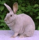 Lilac Rabbits Breed - Information, Temperament, Size & Price | Pets4Homes