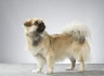 Tibetský španěl Dogs Informace - velikost, povaha, délka života & cena | iFauna