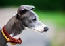 Italský chrtík Dogs Informace - velikost, povaha, délka života & cena | iFauna