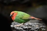 Amada červenohlavá Birds Informace - velikost, povaha, délka života & cena | iFauna