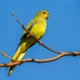 Neoféma ozdobná Birds Plemeno / Druh | Fakta, informace a rady | iFauna
