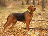 Polský ogar Dogs Informace - velikost, povaha, délka života & cena | iFauna