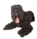 Terrier Negro Ruso Dogs Raza | Datos, Aspectos destacados y Consejos de compra | MundoAnimalia