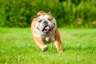 Bulldog Inglese Dogs Razza - Prezzo, Temperamento & Foto | AnnunciAnimali