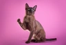 Tonkinese Cats Breed - Information, Temperament, Size & Price | Pets4Homes