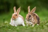 Rex Rabbits Breed - Information, Temperament, Size & Price | Pets4Homes