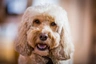 Cockapoo Dogs Ras: Karakter, Levensduur & Prijs | Puppyplaats