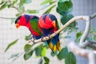 Lori tříbarvý Birds Informace - velikost, povaha, délka života & cena | iFauna