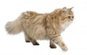 Britská dlouhosrstá kočka Cats Informace - velikost, povaha, délka života & cena | iFauna