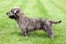 Glen of Imaal Terrier Dogs Breed | Facts, Information and Advice | Pets4Homes