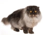 Persa Cats Raza - Características, Fotos & Precio | MundoAnimalia