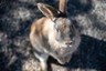 Harlequin Rabbits Breed - Information, Temperament, Size & Price | Pets4Homes