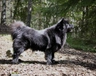 Swedish Lapphund Dogs Breed | Facts, Information and Advice | Pets4Homes