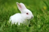 Blanc de Termonde Rabbits Breed - Information, Temperament, Size & Price | Pets4Homes