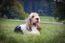 Velký hrubosrstý vendéeský baset Dogs Informace - velikost, povaha, délka života & cena | iFauna