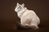 Sibiřská kočka Cats Informace - velikost, povaha, délka života & cena | iFauna