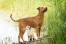 Irský teriér Dogs Informace - velikost, povaha, délka života & cena | iFauna