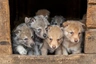 Saarlooswolfhond Dogs Ras: Karakter, Levensduur & Prijs | Puppyplaats