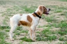 Epagneul Breton Dogs Ras: Karakter, Levensduur & Prijs | Puppyplaats
