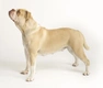 Alapaha Blue Blood Bulldog Dogs Breed | Facts, Information and Advice | Pets4Homes