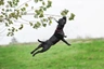 Engelse Stafford Dogs Ras: Karakter, Levensduur & Prijs | Puppyplaats