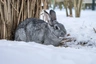 Chinchilla Rabbits Breed - Information, Temperament, Size & Price | Pets4Homes