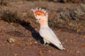 Kakadu inka Birds Informace - velikost, povaha, délka života & cena | iFauna