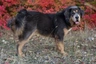 Tibetan Mastiff Dogs Breed - Information, Temperament, Size & Price | Pets4Homes