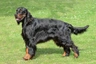 Gordon Setter Dogs Breed - Information, Temperament, Size & Price | Pets4Homes