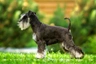 Dwergschnauzer Dogs Ras: Karakter, Levensduur & Prijs | Puppyplaats