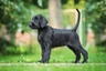 Giant Schnauzer Dogs Breed - Information, Temperament, Size & Price | Pets4Homes