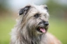 Pyrenean Sheepdog Dogs Breed | Facts, Information and Advice | Pets4Homes
