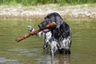 Velký münsterlandský ohař Dogs Informace - velikost, povaha, délka života & cena | iFauna