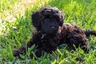 Schnoodle Dogs Breed | Facts, Information and Advice | Pets4Homes