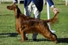 Irský setr Dogs Informace - velikost, povaha, délka života & cena | iFauna
