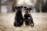 Grifón Belga Dogs Raza - Características, Fotos & Precio | MundoAnimalia