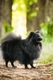 Pomerania Dogs Raza | Datos, Aspectos destacados y Consejos de compra | MundoAnimalia