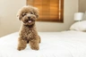 Poedel Toy Dogs Ras: Karakter, Levensduur & Prijs | Puppyplaats