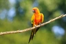 Aratinga sluneční Birds Informace - velikost, povaha, délka života & cena | iFauna