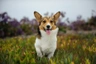 Welsh Corgi Pembroke Dogs Raza - Características, Fotos & Precio | MundoAnimalia