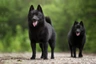 Schipperke Dogs Breed | Facts, Information and Advice | Pets4Homes