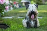 Cesky Terrier Dogs Raza - Características, Fotos & Precio | MundoAnimalia