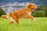 Kanadský retrívr Dogs Informace - velikost, povaha, délka života & cena | iFauna