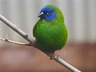 Amada tříbarvá Birds Informace - velikost, povaha, délka života & cena | iFauna