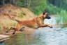 Belgický ovčák Malinois Dogs Informace - velikost, povaha, délka života & cena | iFauna
