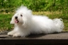 Bolognezer Dogs Ras: Karakter, Levensduur & Prijs | Puppyplaats