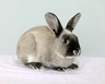Smoke Pearl Rabbits Breed - Information, Temperament, Size & Price | Pets4Homes
