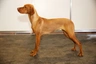 Hungarian Vizsla Dogs Breed | Facts, Information and Advice | Pets4Homes
